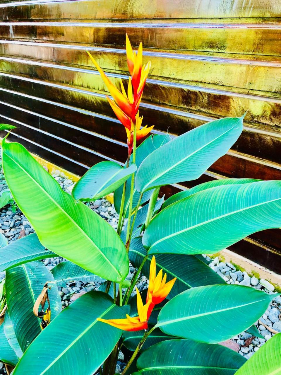 Casa Oceana Bed & Breakfast โบกัสทาวน์ ภายนอก รูปภาพ